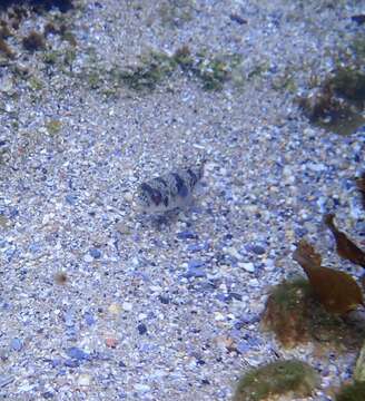 Image of Smooth Toadfish