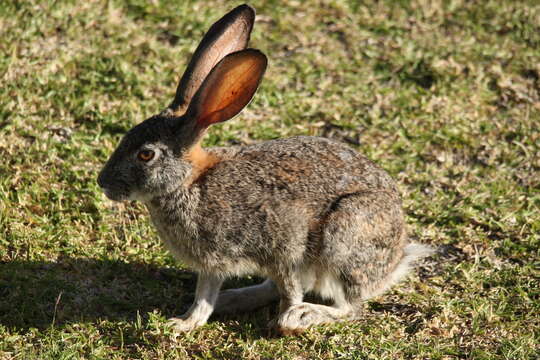 Lepus capensis Linnaeus 1758 resmi