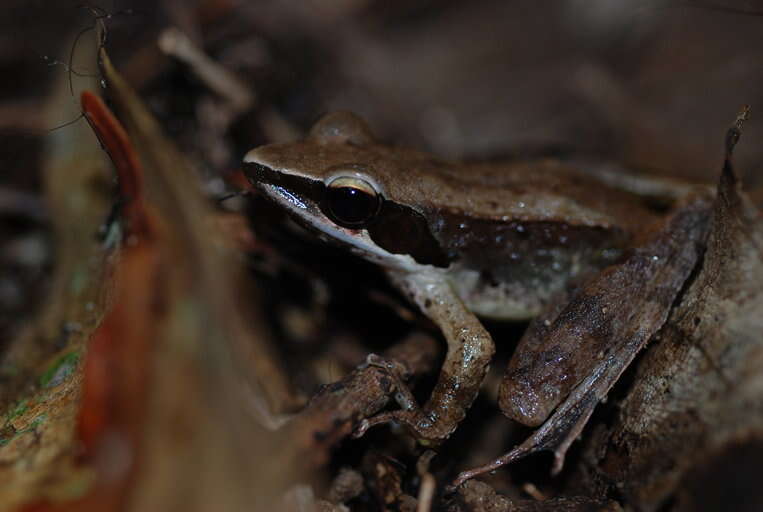 Image of Calamianes Frog