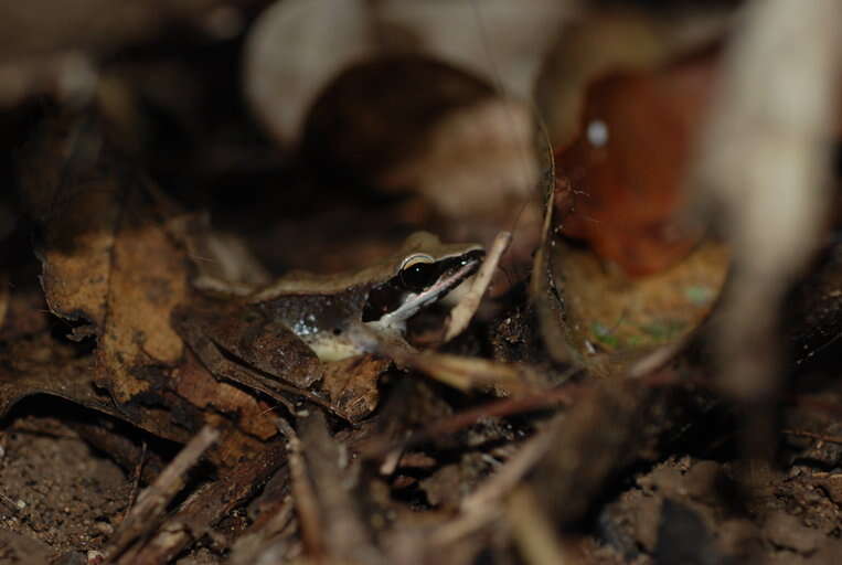 Image of Calamianes Frog