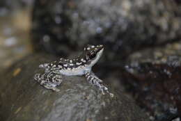 Image of Mindanao Splash Frog