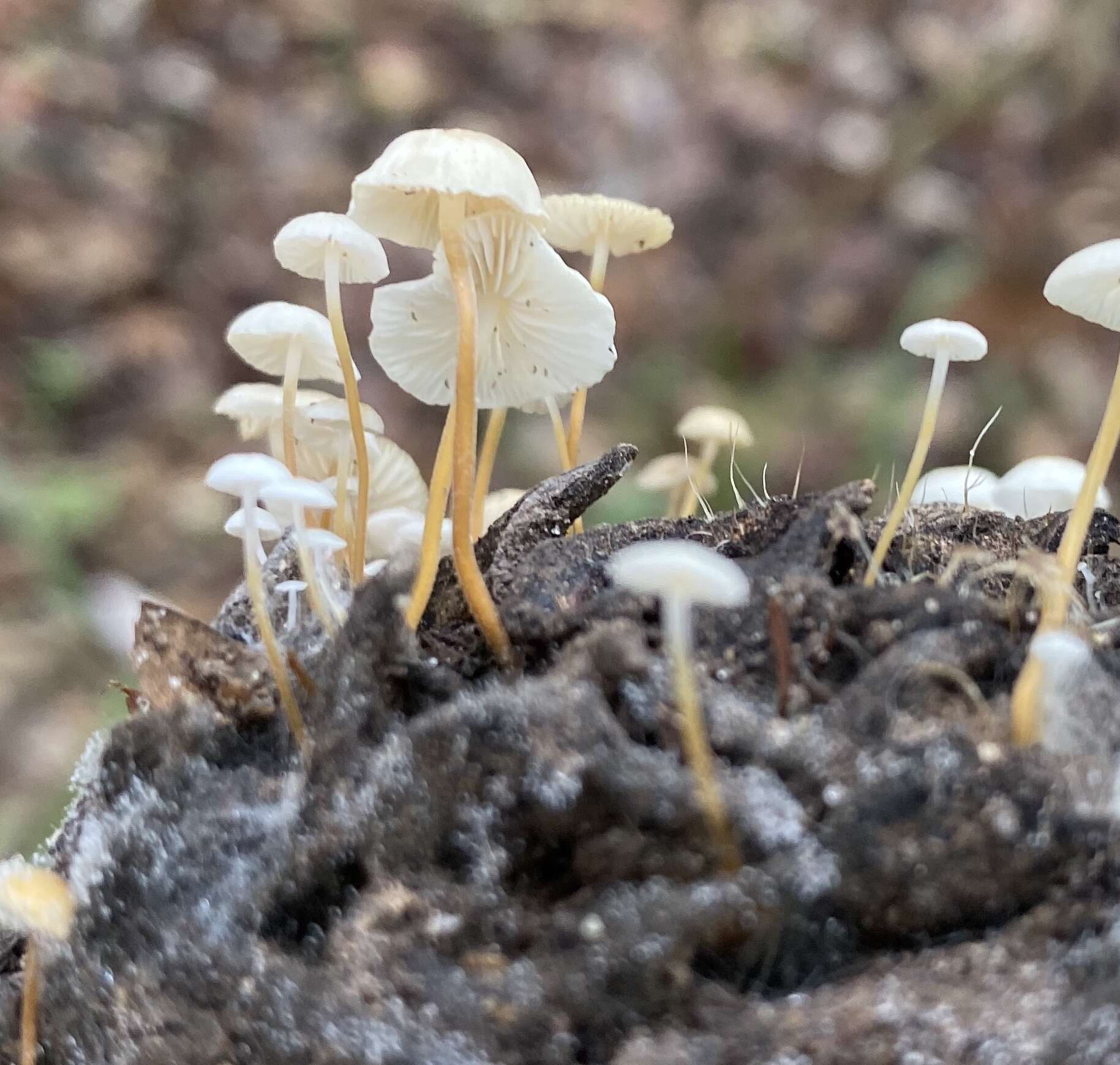 Plancia ëd Strobilurus conigenoides (Ellis) Singer 1962