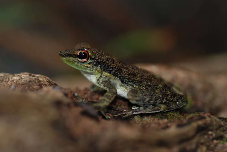 Image of Mindanao Splash Frog