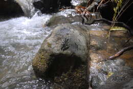 Image of Mindanao Splash Frog