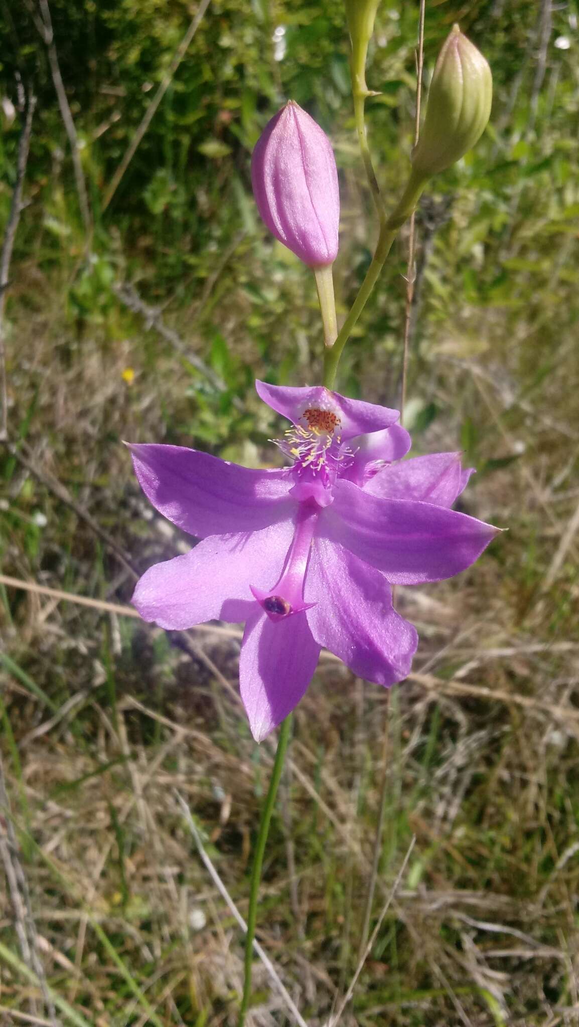 Image of Tuberous Grasspink