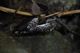 Image of Mindanao Splash Frog