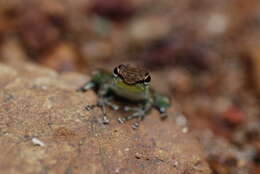 Image of Mindanao Splash Frog