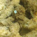 Image de Acetabularia dentata