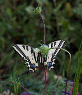 Papilio alexanor Esper 1800 resmi