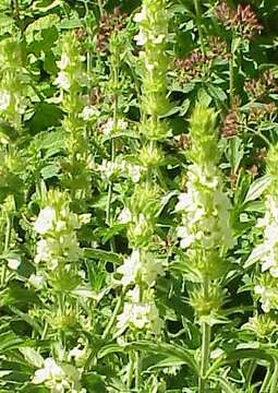 Image de Sideritis hyssopifolia L.