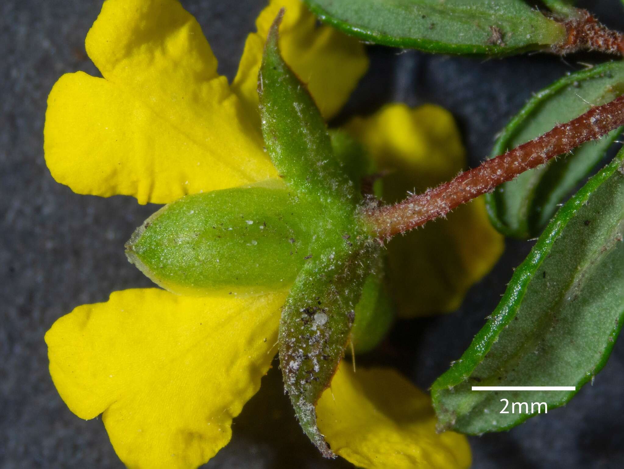 Image of Hibbertia empetrifolia subsp. empetrifolia