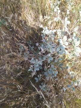 Image of silverleaf Indian breadroot