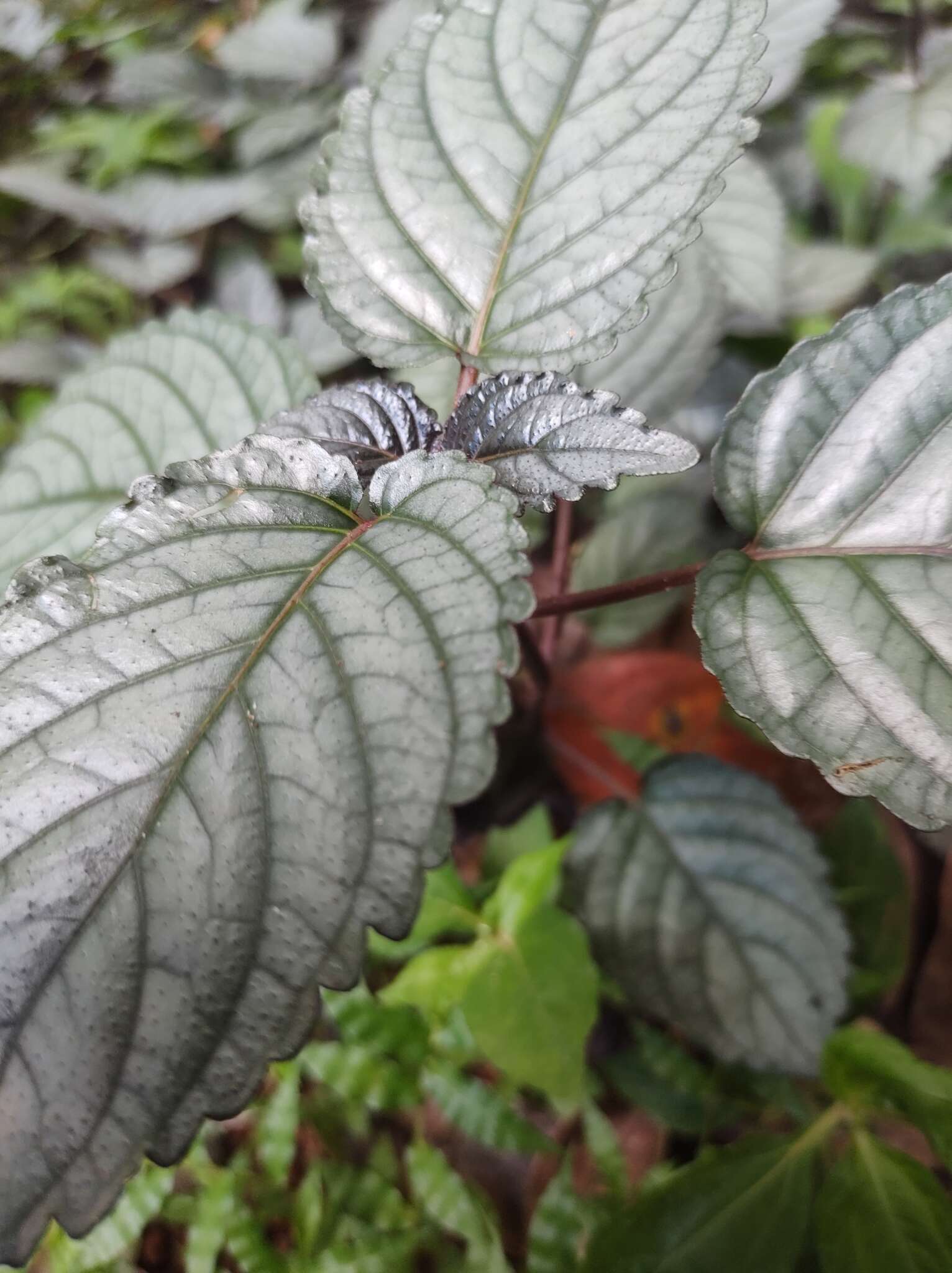 Plancia ëd Strobilanthes alternata (Burm. fil.) Moylan ex J. R. I. Wood