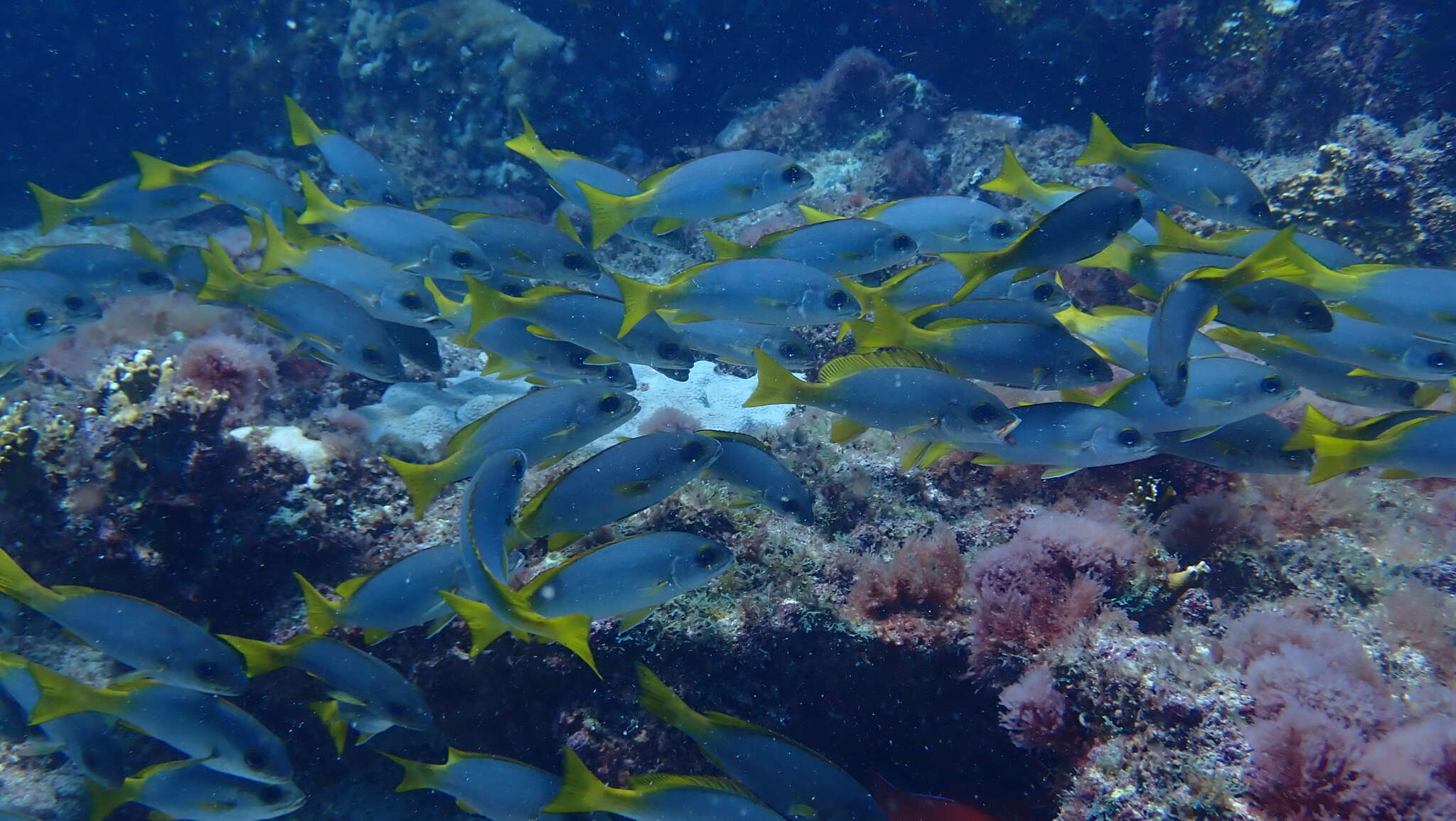 Image of Guinean grunt