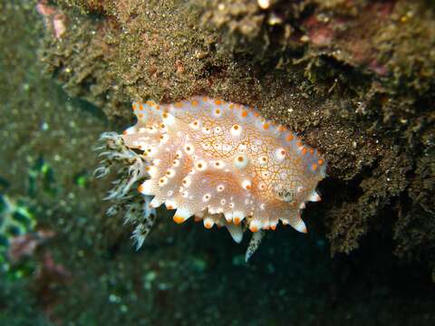 Image of Orange spot white lumpy slug