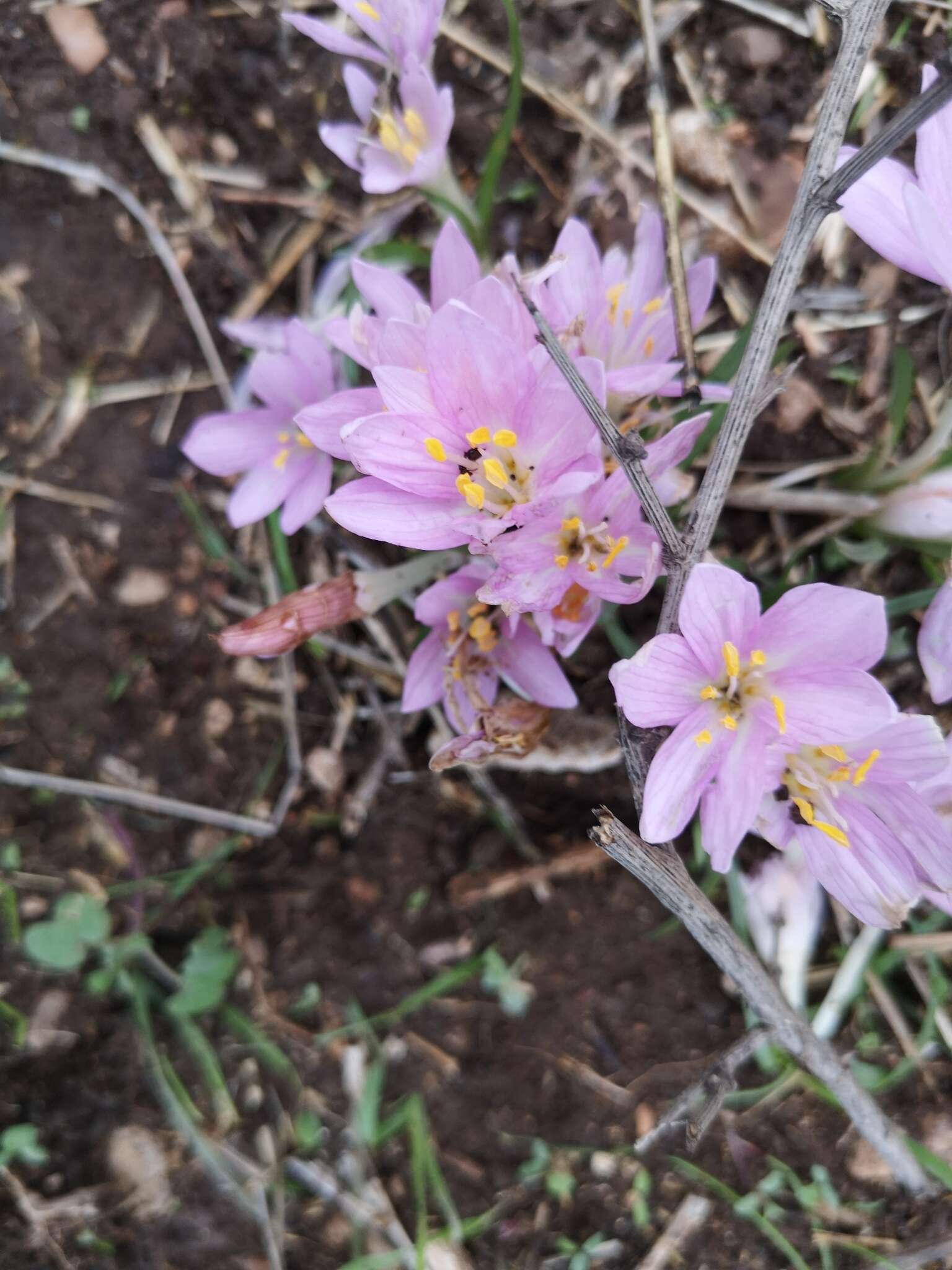 Image of Colchicum stevenii Kunth