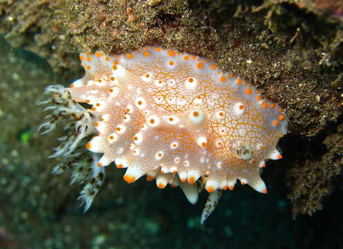 Image of Orange spot white lumpy slug