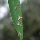 Image de Strepsinoma croesusalis Walker 1859