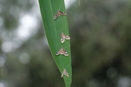 Image of Strepsinoma croesusalis Walker 1859