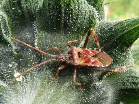 Image of Pine Seed Bug