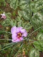 Image of autumn crocus