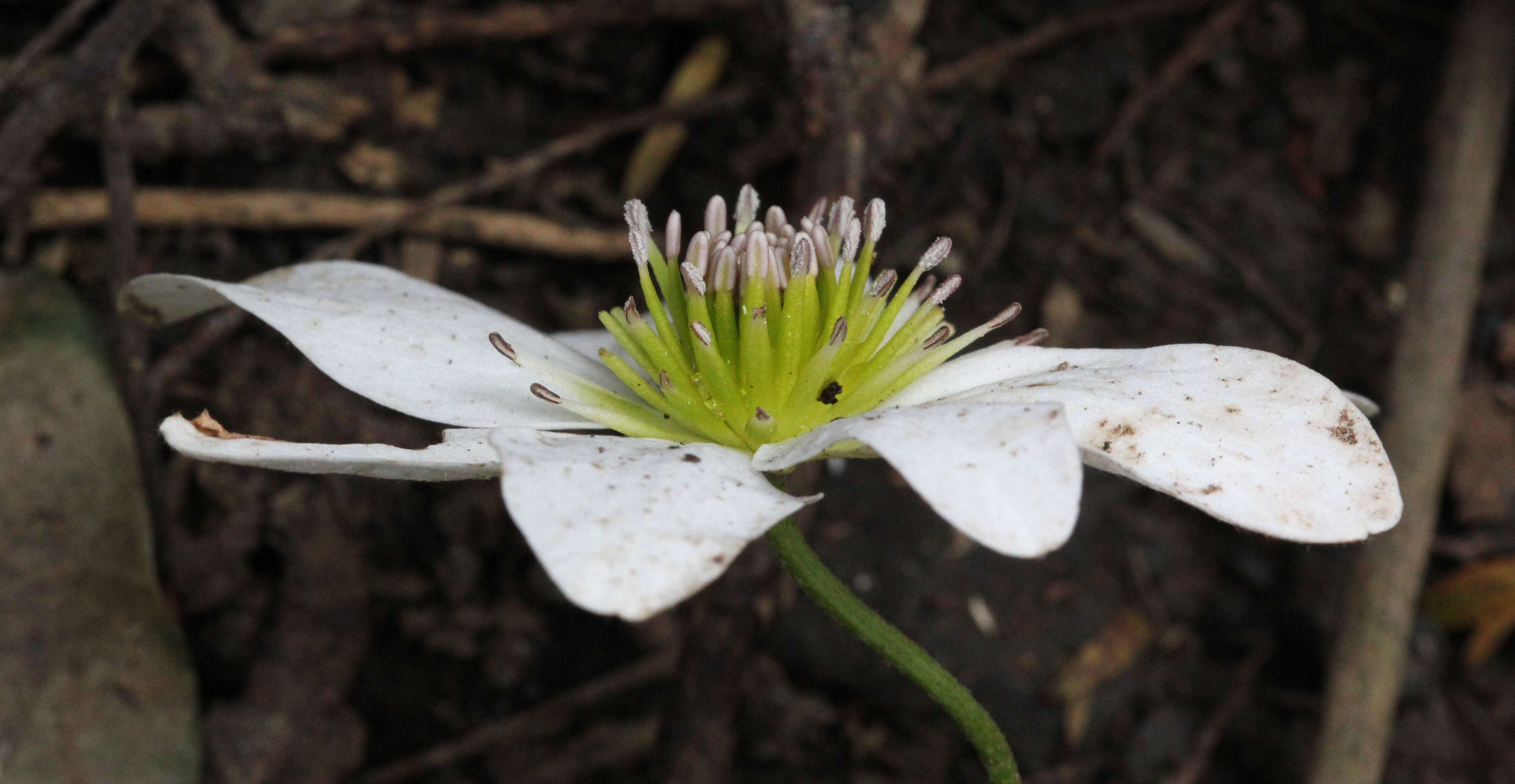 Image of New Zealand clematis