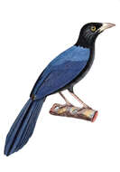 Image of Purplish-backed Jay