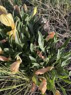 Oenothera howardii (A. Nels.) W. L. Wagner resmi