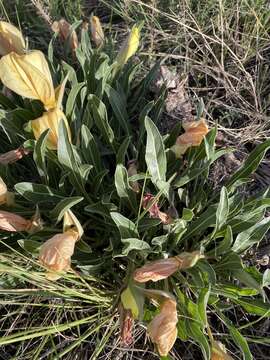 Image de Oenothera howardii (A. Nels.) W. L. Wagner