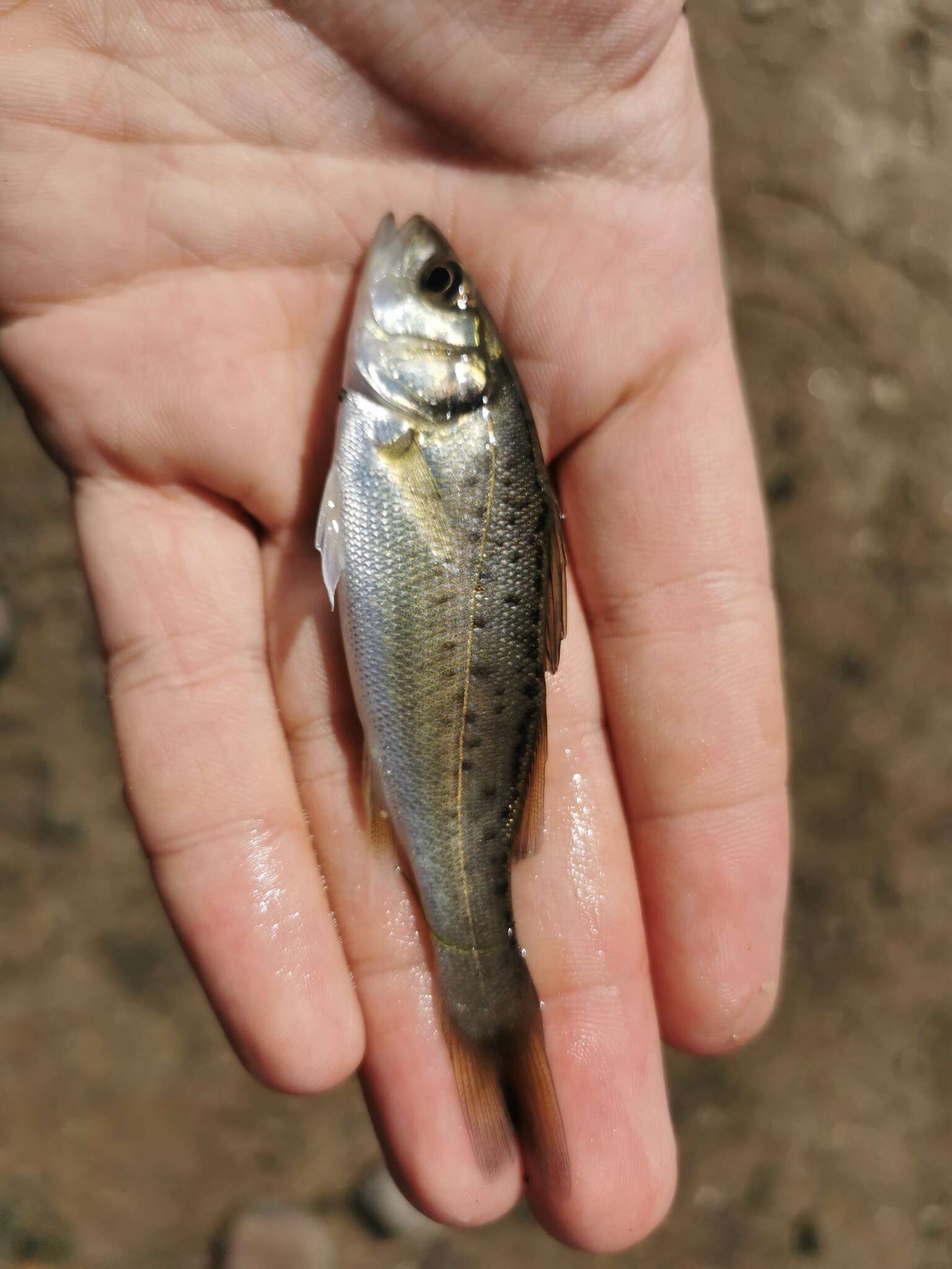 Image of Black-spotted Bass
