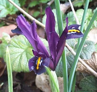 Plancia ëd Iris histrioides (G. F. Wilson) S. Arn.