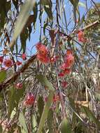 Слика од Eucalyptus caesia Benth.