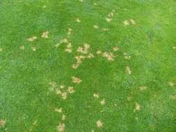 Image of Dollar spot