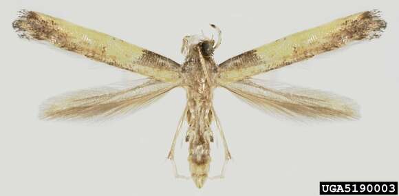 Image of Azalea leafminer