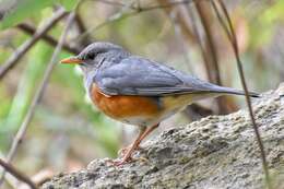 Imagem de Turdus hortulorum Sclater & PL 1863