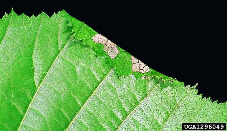 Image of Hazel Slender