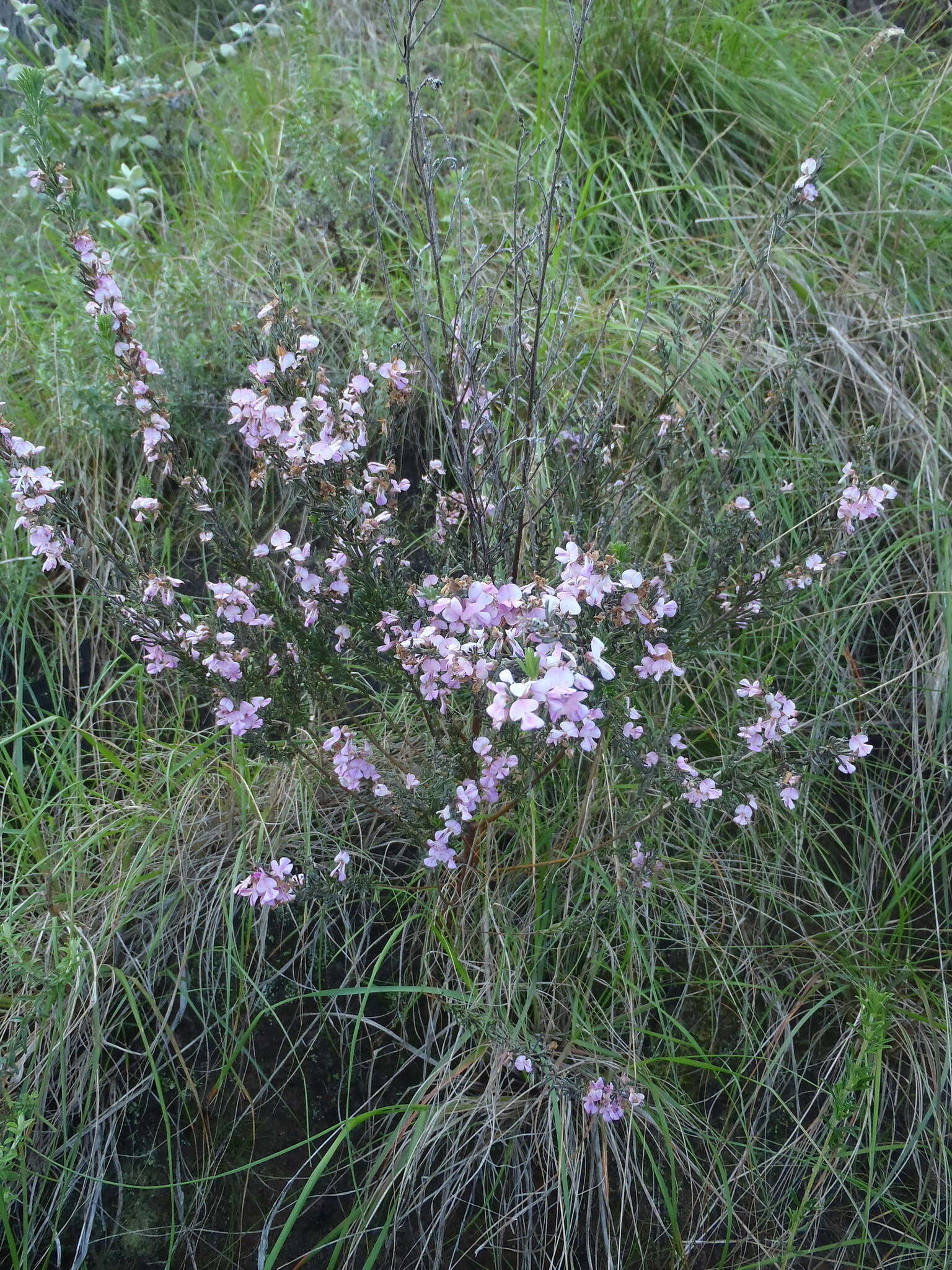 Слика од Indigofera pappei Fourc.