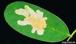 Image of Locust Digitate Leafminer