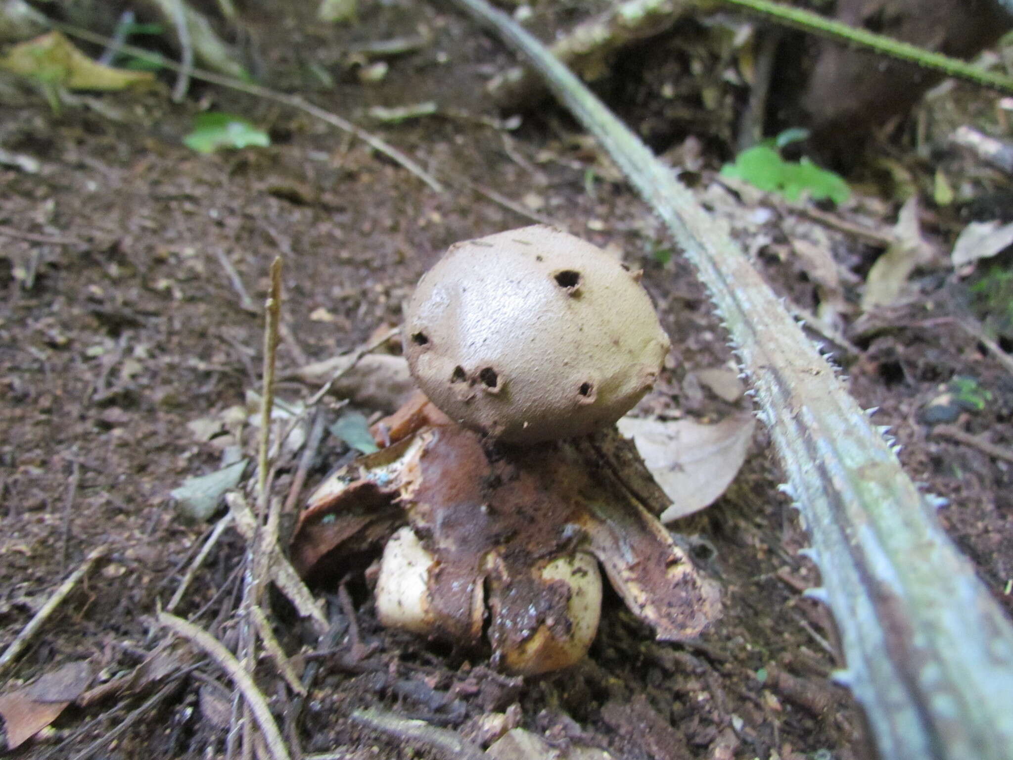 Image of Pepperpot Earth Star