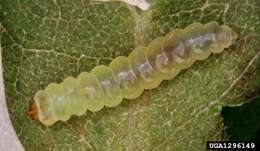 Image of Locust Digitate Leafminer