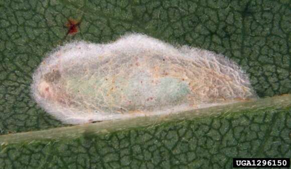 Image of Locust Digitate Leafminer