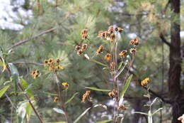 Image of Aldama buddlejiformis (DC.) E. E. Schill. & Panero