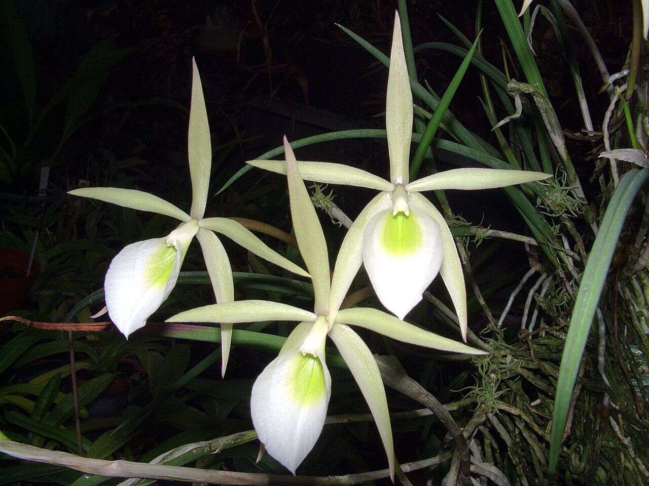 صورة Brassavola flagellaris Barb. Rodr.