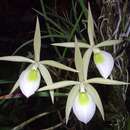 Image of Brassavola flagellaris Barb. Rodr.