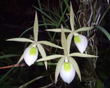 صورة Brassavola flagellaris Barb. Rodr.