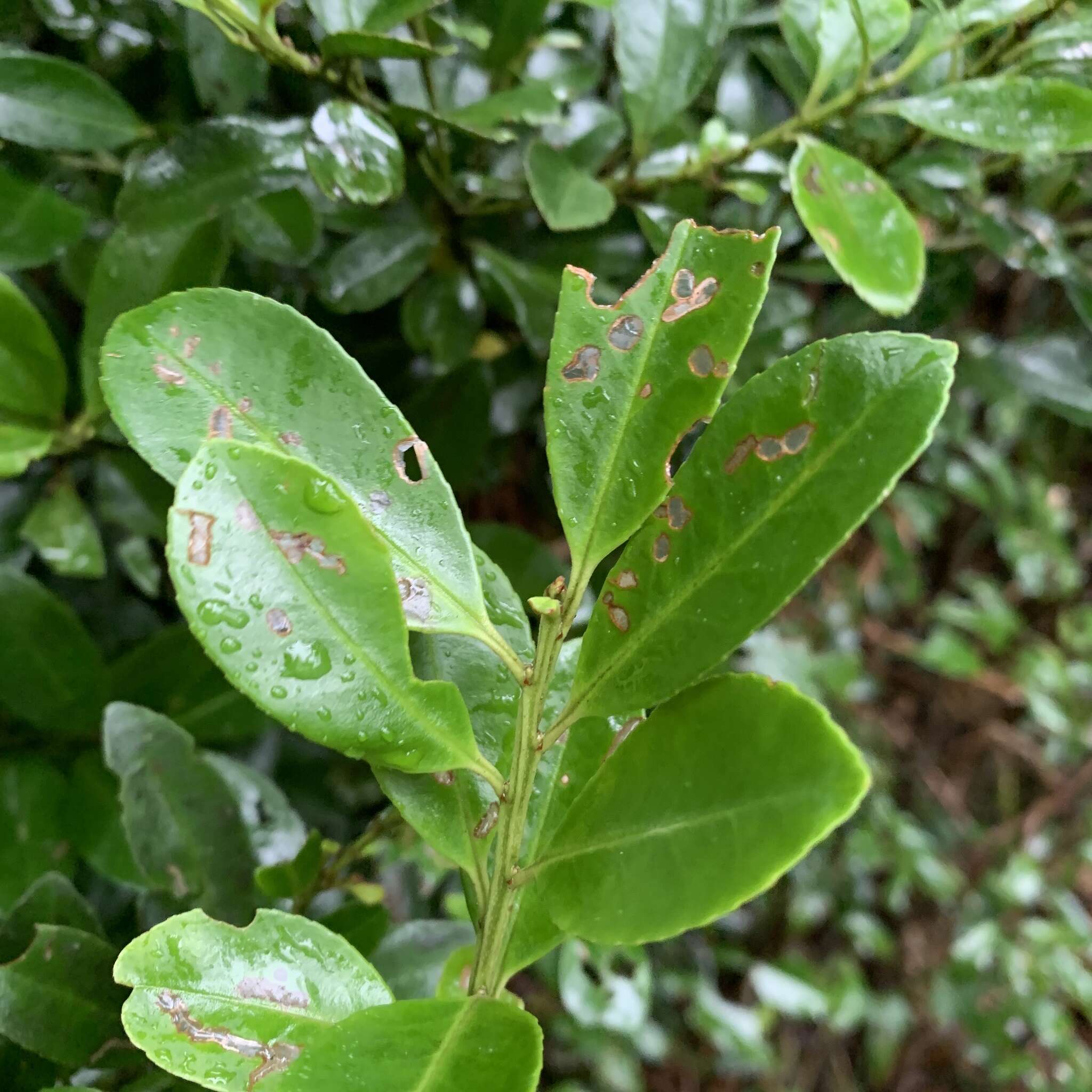 Imagem de Ilex maximowicziana Loes.