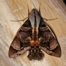 Image of Cuban Sphinx Moth