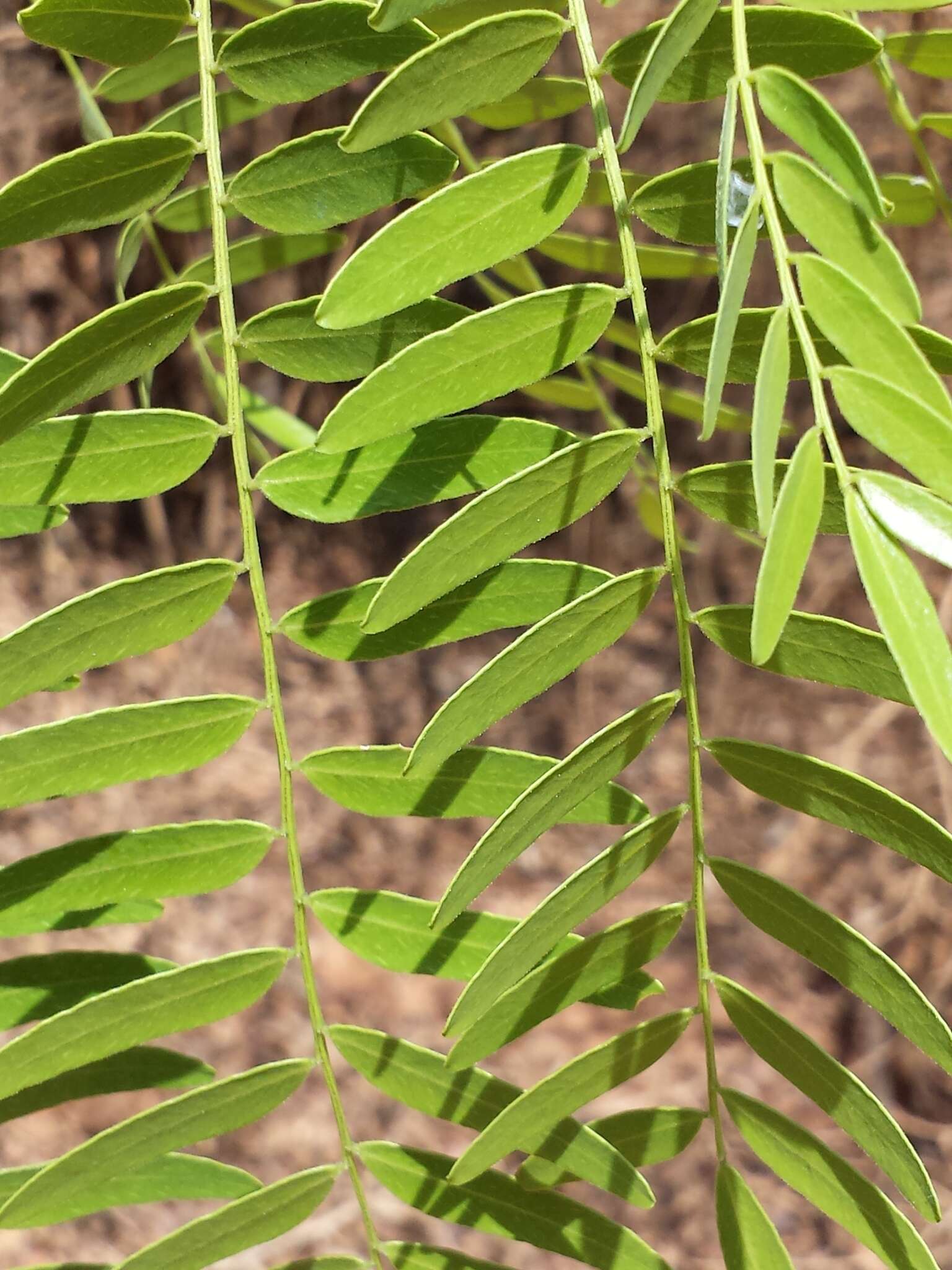 Image of Dupuya madagascariensis