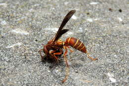 Image of Polistes bellicosus Cresson 1872