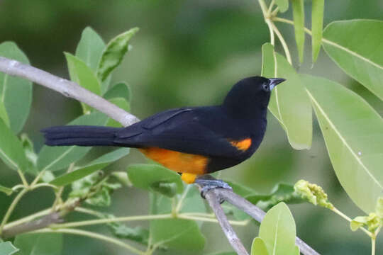 Image of St Lucia Oriole